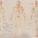 Meridians TCM